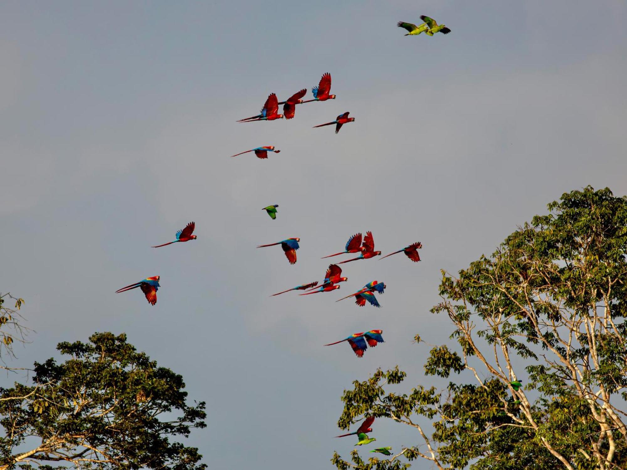 Refugio Amazonas Lodge Tambopata Eksteriør billede