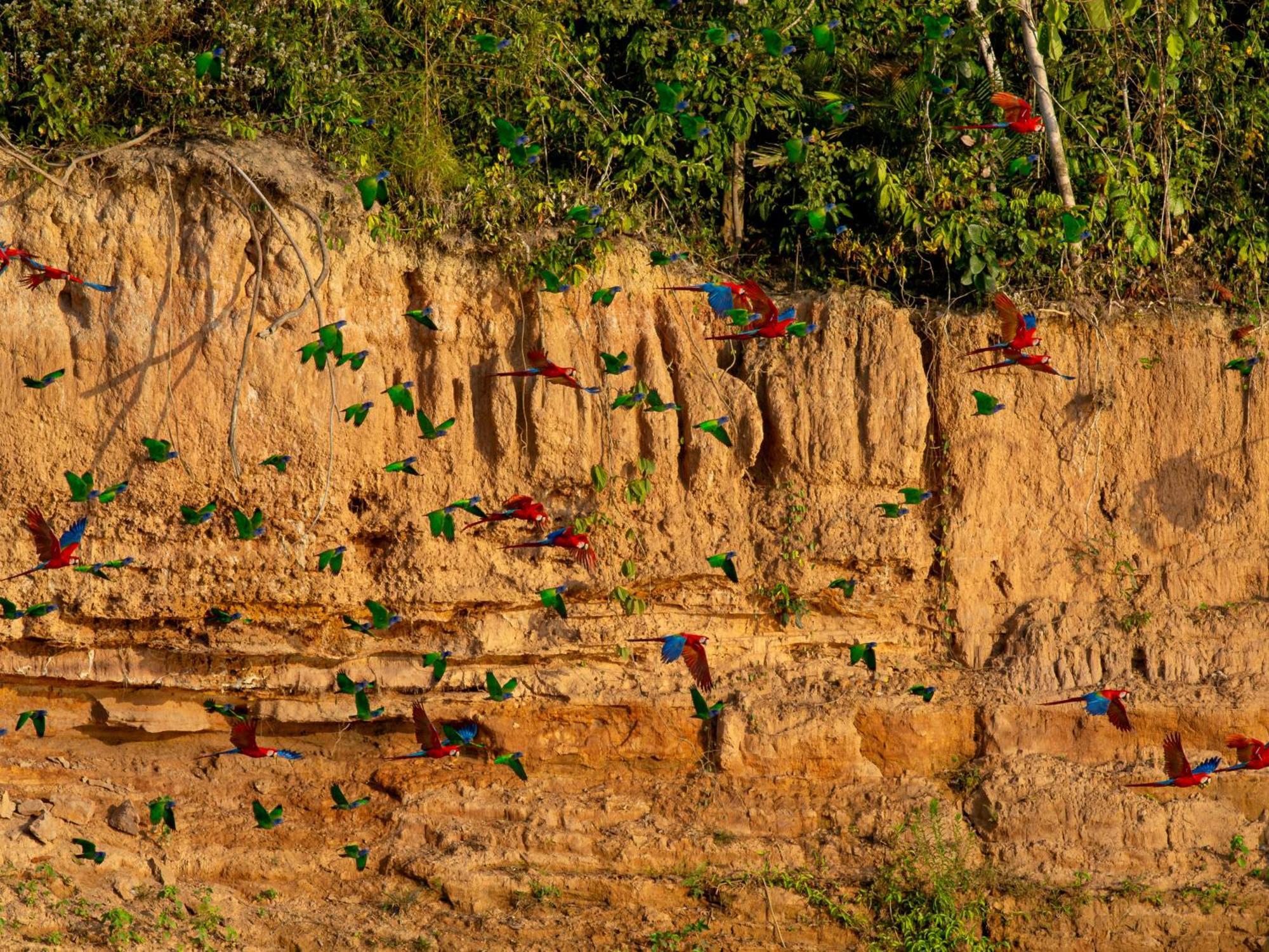 Refugio Amazonas Lodge Tambopata Eksteriør billede